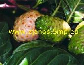 NONI ital a világ első és legnagyobb gyártójától NONI ital a világ első és legnagyobb gyártójától